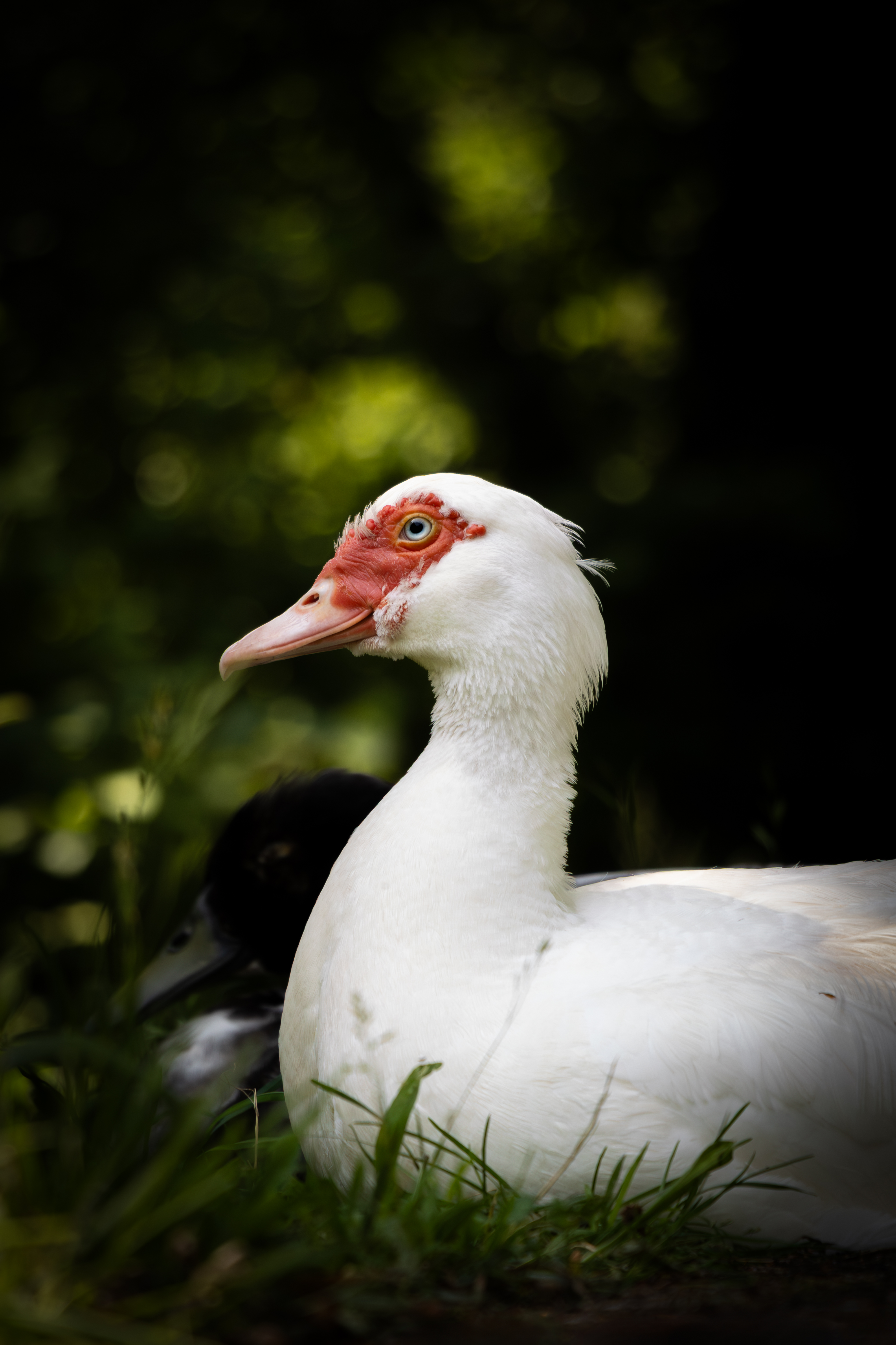 Canard de Barbarie